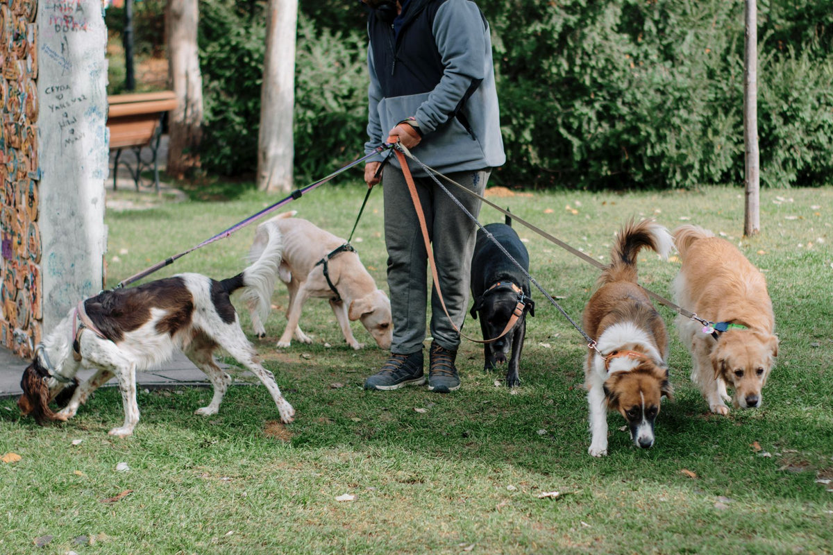 Honden lopen aan de lijn tijdens het uitlaten