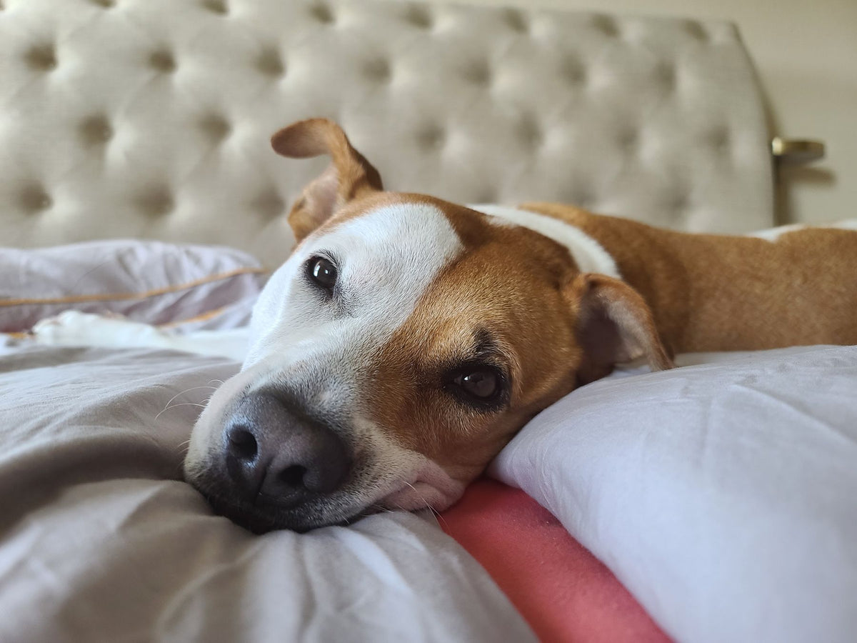 Hond rust ontspannen binnenshuis op een zacht kussen