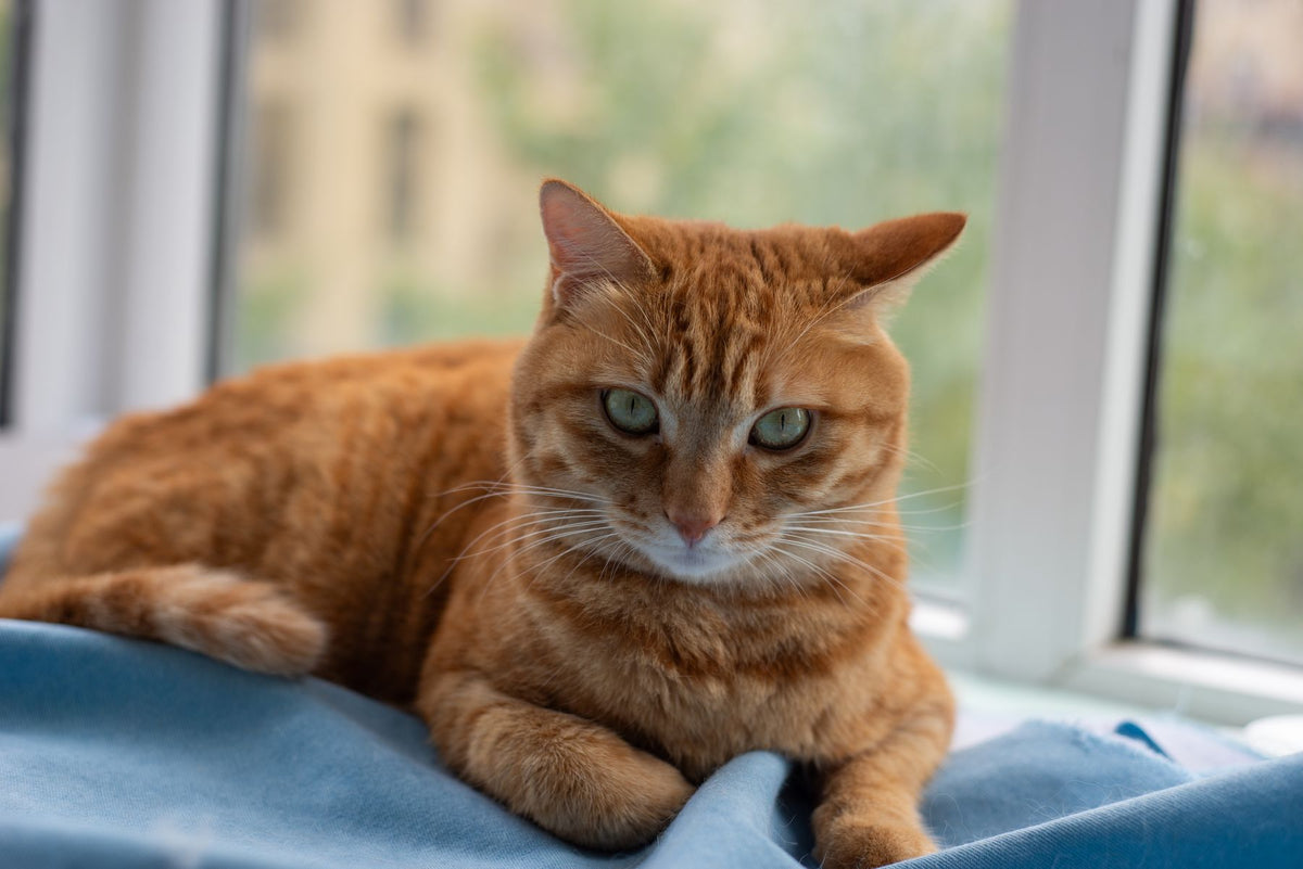 Rode kat ligt ontspannen op een deken bij het raam