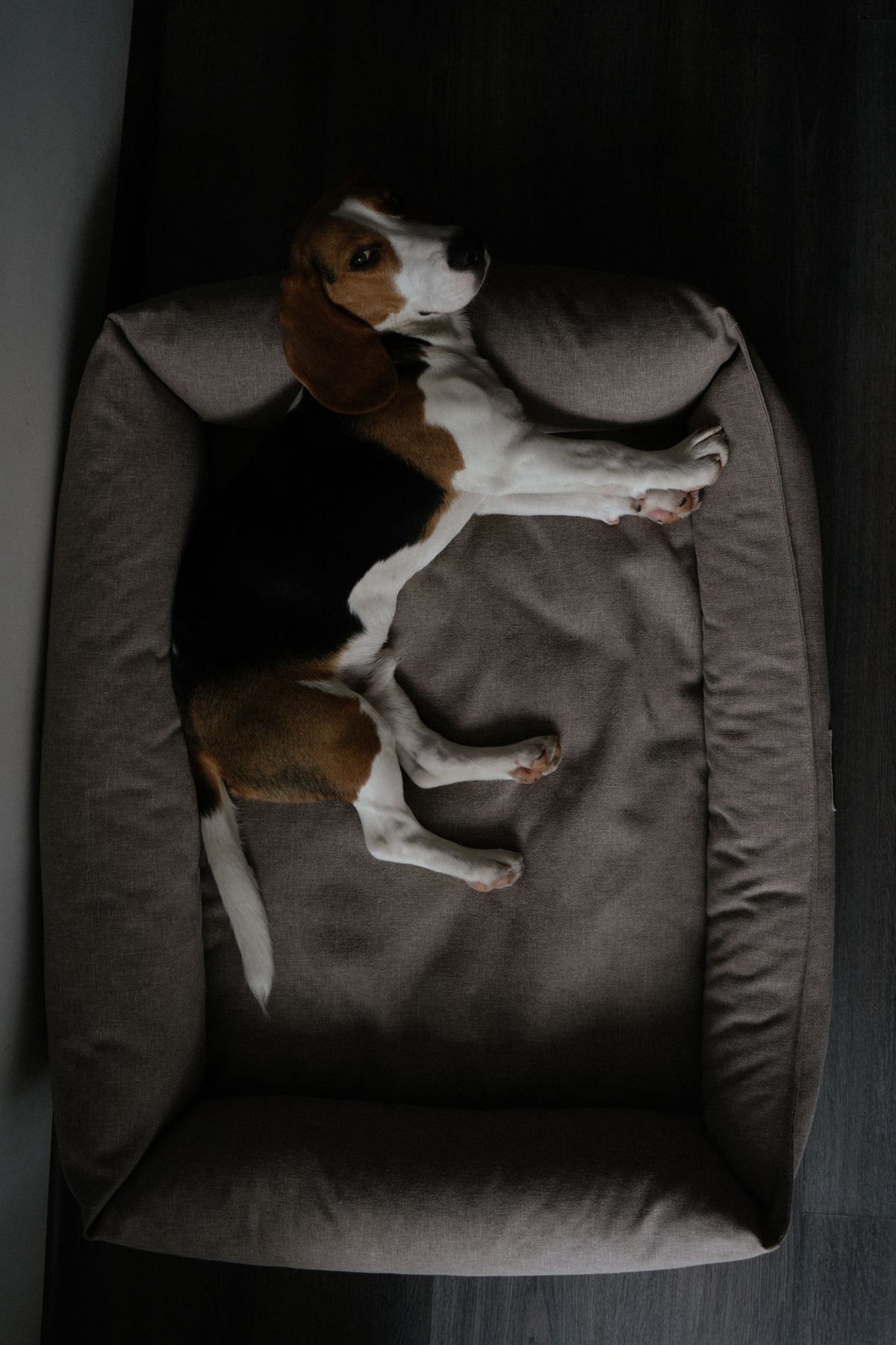 Beagle ligt te slapen in een zachte hondenmand