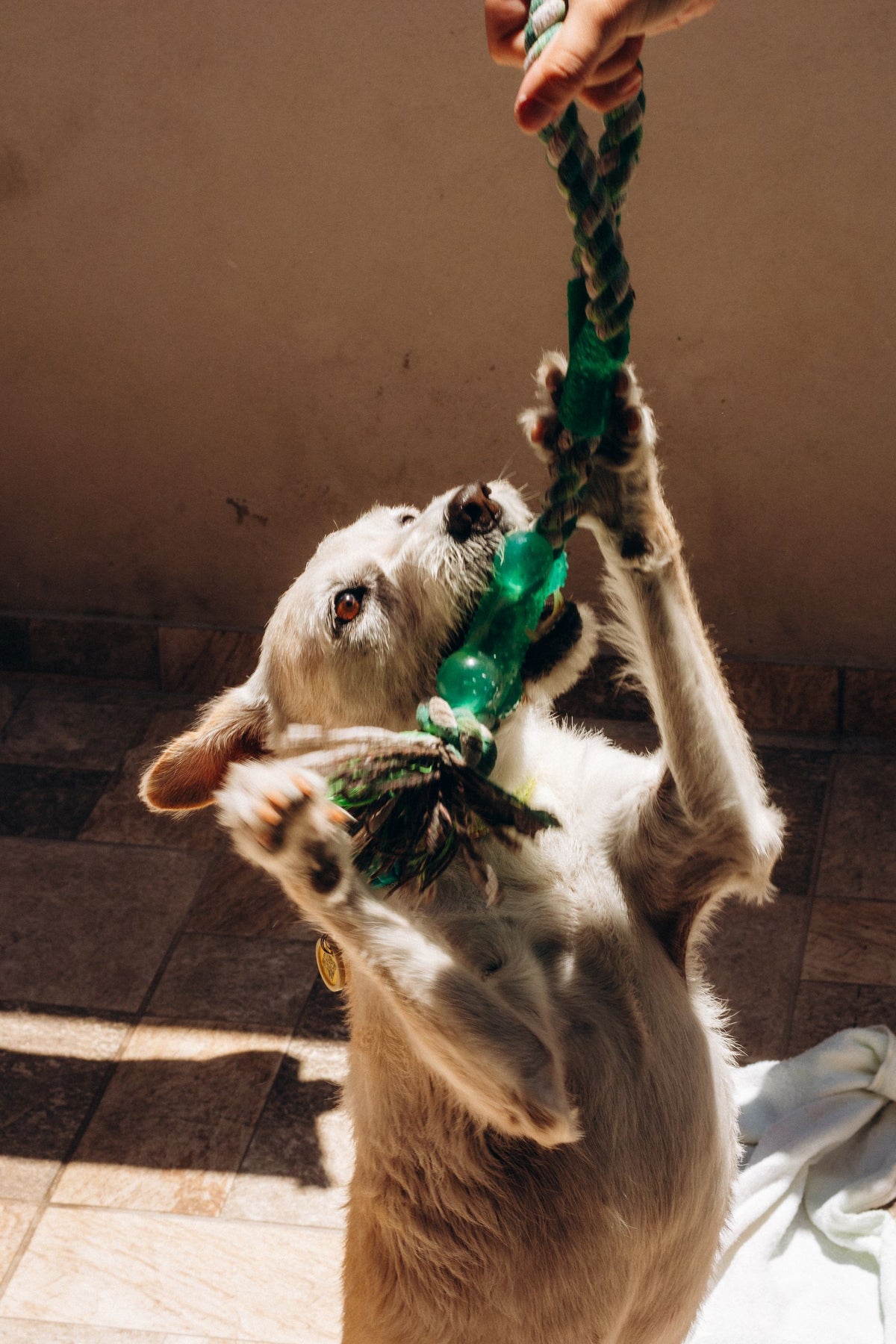 Hond speelt binnenshuis met een touwspeeltje