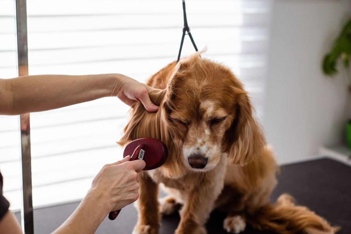 Cocker spaniel wordt geborsteld tijdens de vachtverzorging