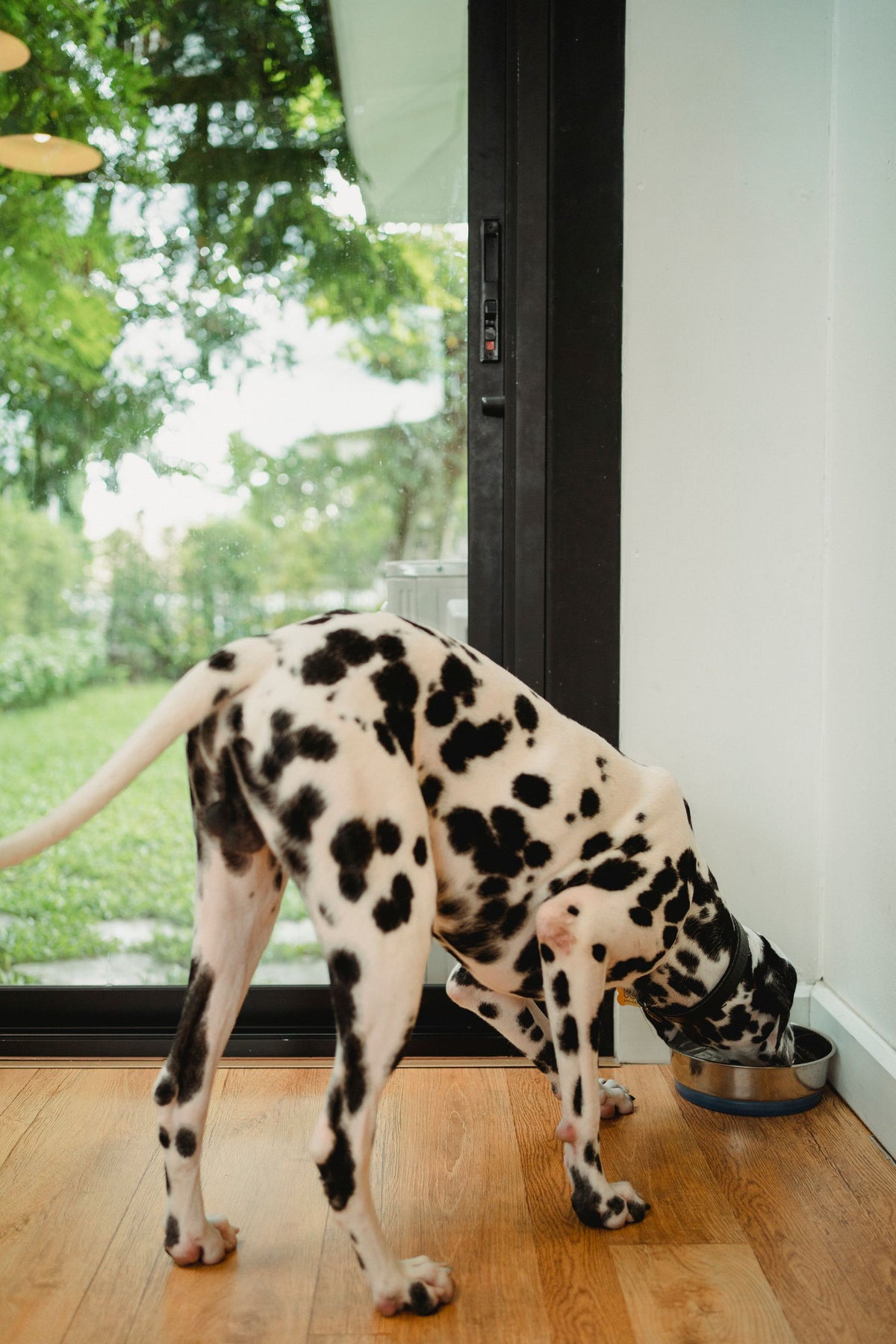 Dalmatier eet uit een voerbak bij het raam