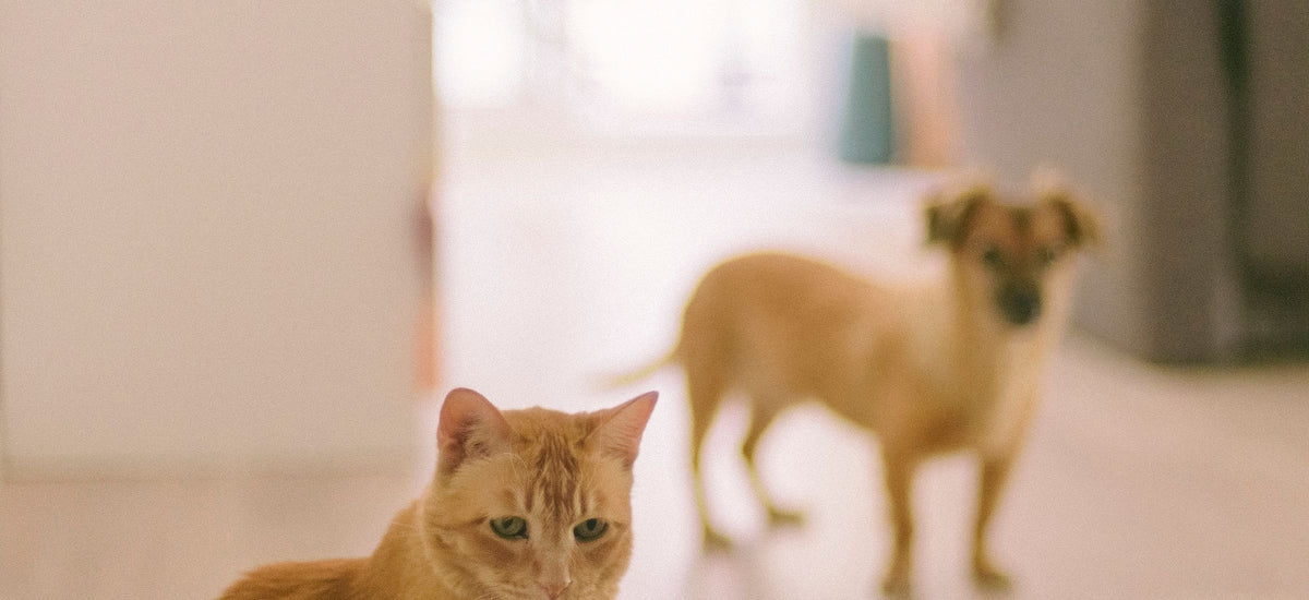 Hond en kat samen ontspannen in een lichte woonkamer